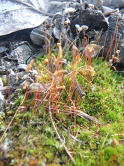 Funaria hygrometrica