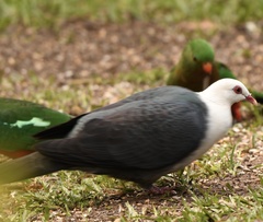 Columba leucomela