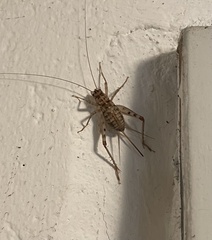 Gryllomorpha dalmatina