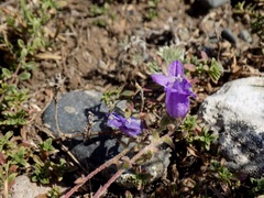 Campanula sibirica