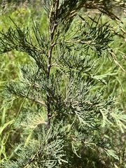 Juniperus scopulorum
