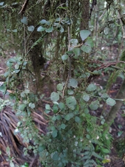 Streblus heterophyllus