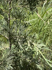 Juniperus scopulorum