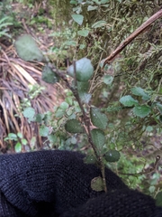 Streblus heterophyllus