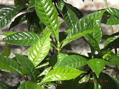Psychotria nervosa