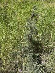 Juniperus scopulorum