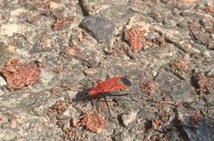 Dindymus sanguineus