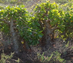 Tylecodon paniculatus