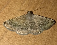 Toxonprucha clientis