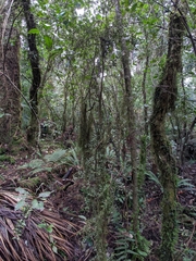 Streblus heterophyllus