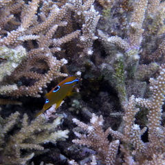 Neoglyphidodon polyacanthus