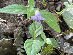 Ruellia repens