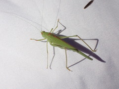 Phaneroptera