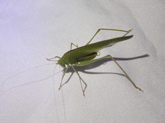 Phaneroptera