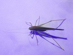 Phaneroptera