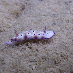 Hypselodoris tryoni