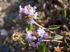 Ziziphora clinopodioides