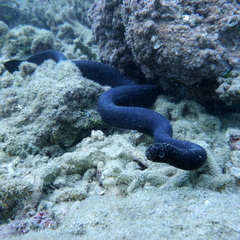 Emydocephalus annulatus