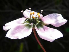 Drosera zeyheri
