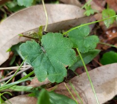 Hydrocotyle laxiflora