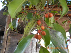 Ficus benjamina