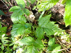 Rubus ursinus