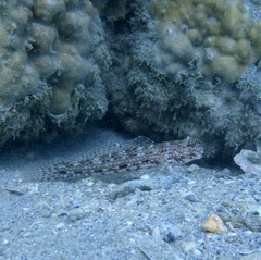 Istigobius decoratus