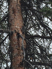 Picoides dorsalis