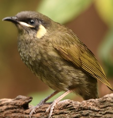 Meliphaga lewinii