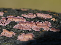 Fomitopsidaceae