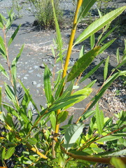 Salix udensis