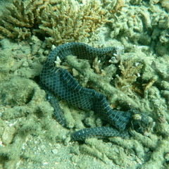 Emydocephalus annulatus