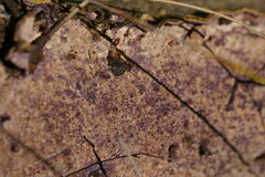 Fomitopsidaceae
