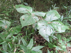 Arisaema ringens