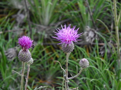 Ptilostemon chamaepeuce