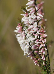 Epacris impressa