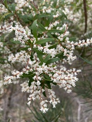 Leucopogon affinis