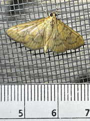 Psara dryalis