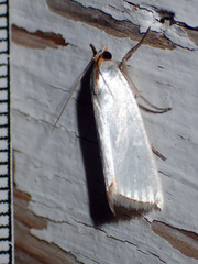 Urola nivalis