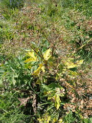 Heracleum dissectum