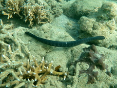 Emydocephalus annulatus