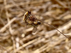 Poecilanthrax arethusa