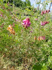 Vicia megalotropis