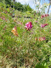 Vicia megalotropis