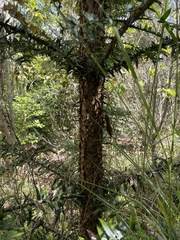 Araucaria bidwillii