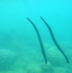 Emydocephalus annulatus