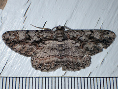 Anavitrinella pampinaria