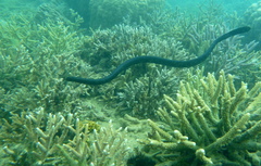 Emydocephalus annulatus