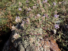 Ziziphora clinopodioides