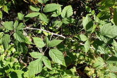 Rubus leucodermis